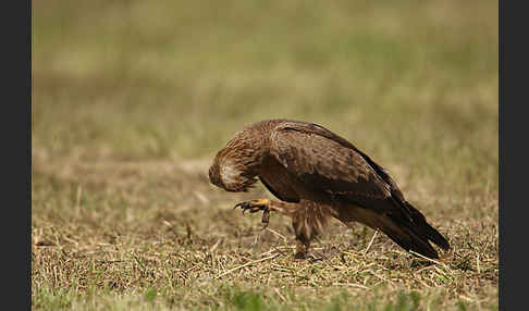 Schreiadler (Aquila pomarina)