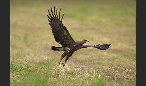 Schreiadler (Aquila pomarina)