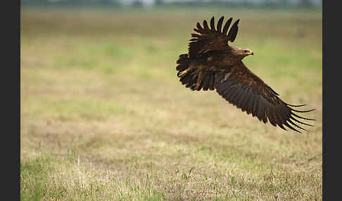 Schreiadler (Aquila pomarina)