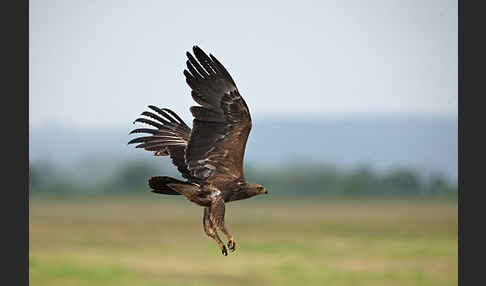 Schreiadler (Aquila pomarina)