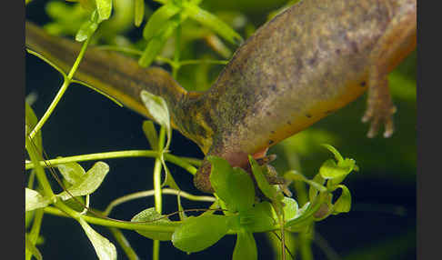 Fadenmolch (Lissotriton helveticus)
