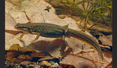 Fadenmolch (Lissotriton helveticus)