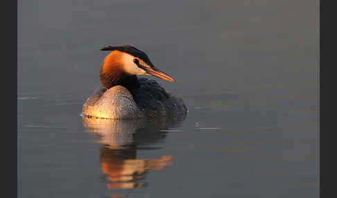 Haubentaucher (Podiceps cristatus)