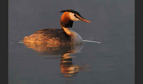 Haubentaucher (Podiceps cristatus)