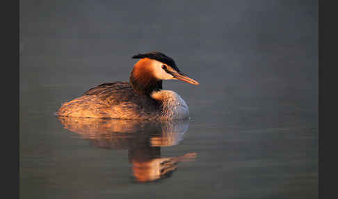 Haubentaucher (Podiceps cristatus)