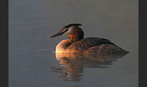 Haubentaucher (Podiceps cristatus)