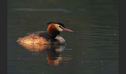 Haubentaucher (Podiceps cristatus)