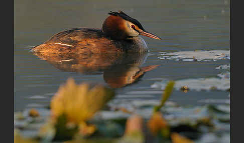 Haubentaucher (Podiceps cristatus)