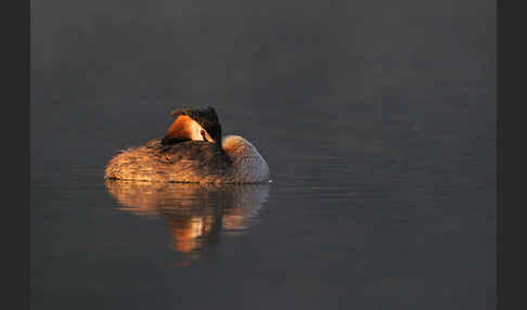 Haubentaucher (Podiceps cristatus)