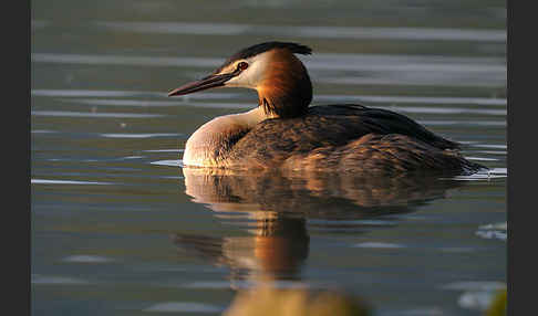 Haubentaucher (Podiceps cristatus)