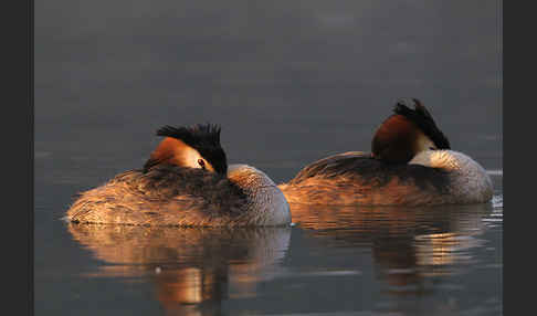 Haubentaucher (Podiceps cristatus)