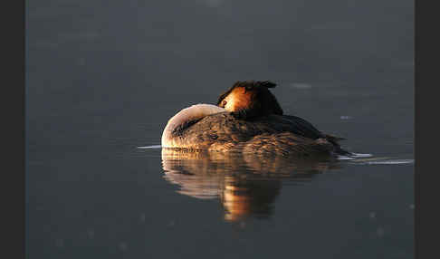 Haubentaucher (Podiceps cristatus)