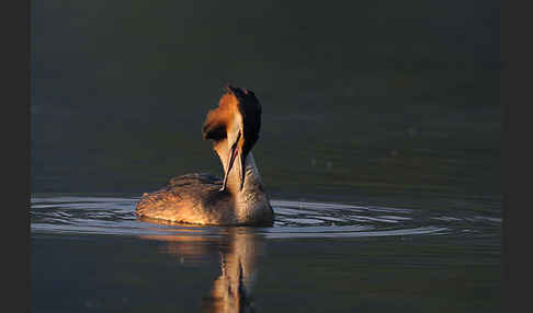 Haubentaucher (Podiceps cristatus)