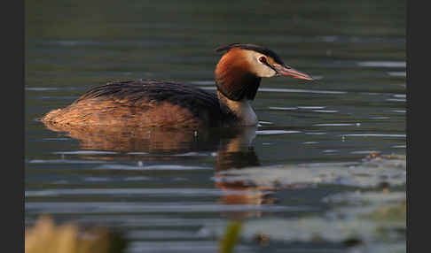 Haubentaucher (Podiceps cristatus)