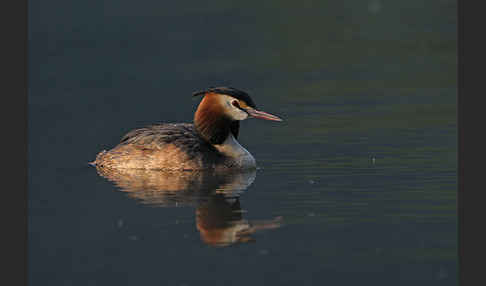 Haubentaucher (Podiceps cristatus)