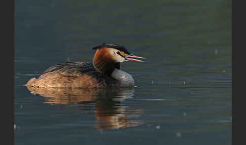 Haubentaucher (Podiceps cristatus)