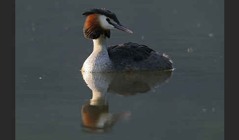 Haubentaucher (Podiceps cristatus)