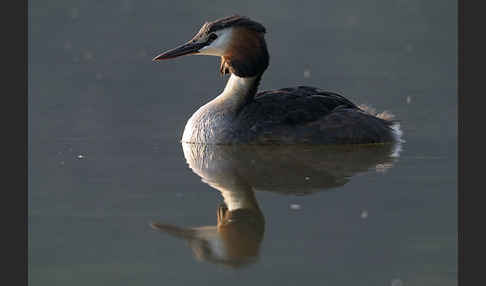 Haubentaucher (Podiceps cristatus)