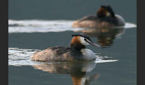 Haubentaucher (Podiceps cristatus)