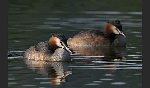 Haubentaucher (Podiceps cristatus)