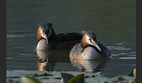 Haubentaucher (Podiceps cristatus)