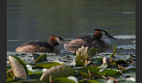 Haubentaucher (Podiceps cristatus)