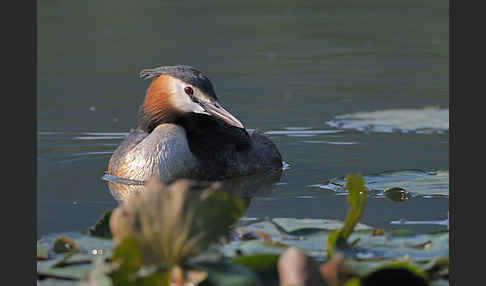 Haubentaucher (Podiceps cristatus)