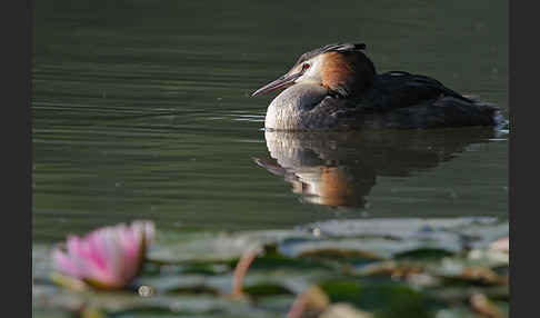 Haubentaucher (Podiceps cristatus)