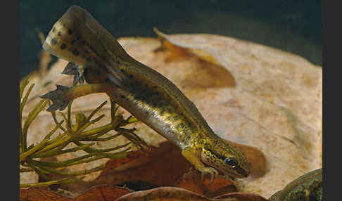 Fadenmolch (Lissotriton helveticus)