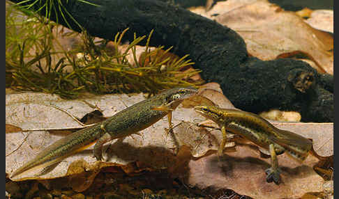 Fadenmolch (Lissotriton helveticus)