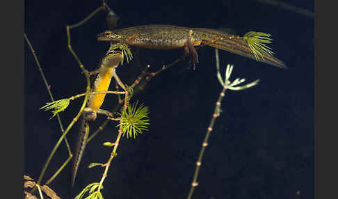 Fadenmolch (Lissotriton helveticus)