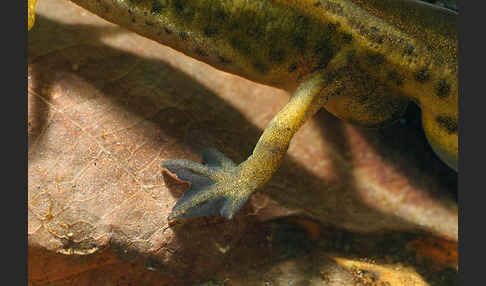 Fadenmolch (Lissotriton helveticus)