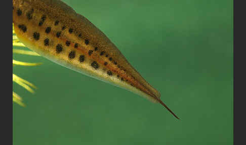 Fadenmolch (Lissotriton helveticus)