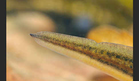 Fadenmolch (Lissotriton helveticus)