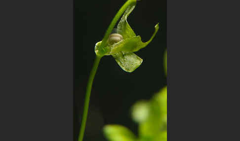 Fadenmolch (Lissotriton helveticus)