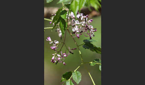 Paternosterbaum (Melia azedarach)