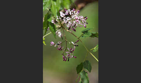 Paternosterbaum (Melia azedarach)