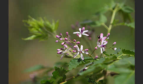 Paternosterbaum (Melia azedarach)