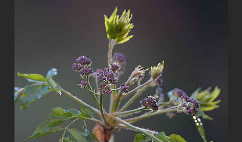 Paternosterbaum (Melia azedarach)