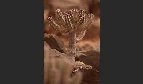 Vierkantige Euphorbie (Euphorbia echinus)