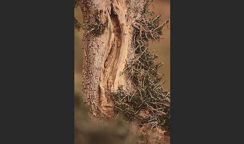 Arganie (Argania spinosa)