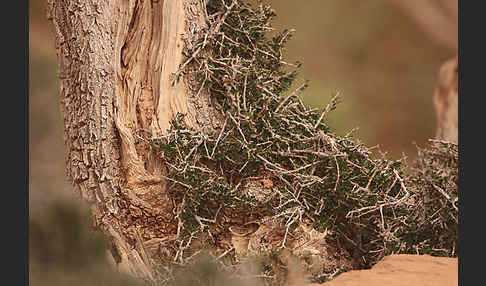 Arganie (Argania spinosa)