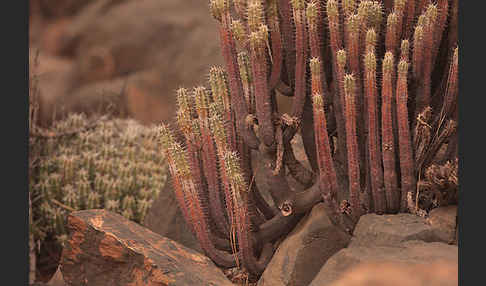 Vierkantige Euphorbie (Euphorbia echinus)