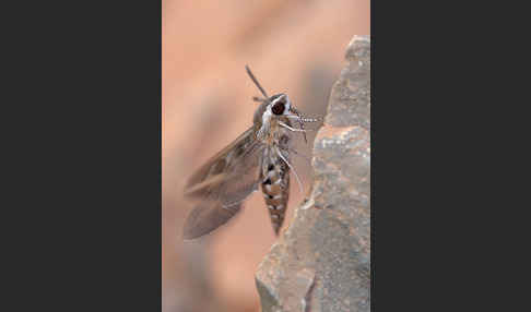 Linienschwärmer (Hyles livornica)