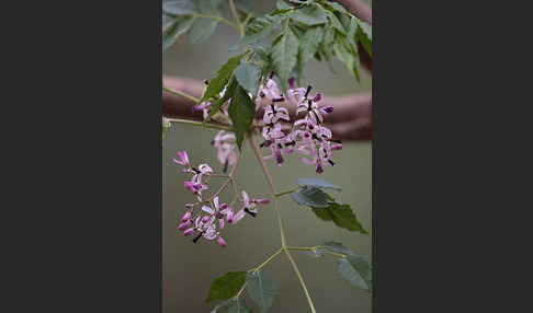 Paternosterbaum (Melia azedarach)