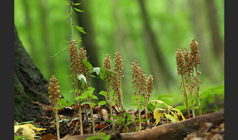 Nestwurz (Neottia nidus-avis)