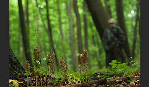 Nestwurz (Neottia nidus-avis)