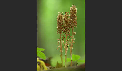 Nestwurz (Neottia nidus-avis)