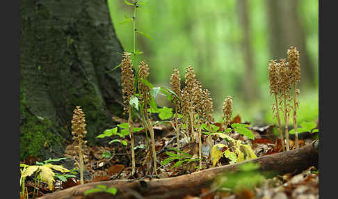 Nestwurz (Neottia nidus-avis)