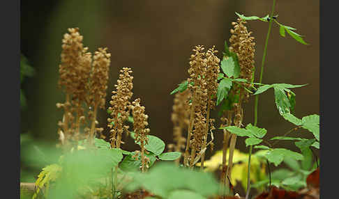 Nestwurz (Neottia nidus-avis)